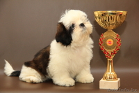 Ши-тцу Шар\'м Золотой  - Изображение #2, Объявление #885573
