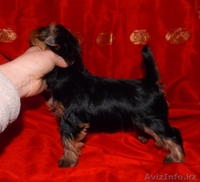 Йоркширский терьер девочки - Изображение #1, Объявление #877522