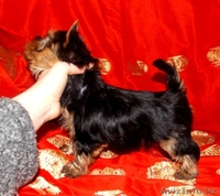 Йоркширский терьер девочки - Изображение #2, Объявление #877522