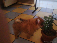 Померанский шпиц.. Щенки рыжего окраса. - Изображение #2, Объявление #891658