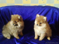 Померанский шпиц.. Щенки рыжего окраса. - Изображение #3, Объявление #891658