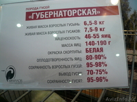 гусят суточных Губернаторской породы 1300тг - Изображение #3, Объявление #902126