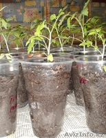 Продам распикированную рассаду помидоров - Изображение #2, Объявление #894558