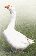 гусят суточных Губернаторской породы 1300тг - Изображение #2, Объявление #902126