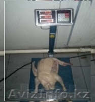 гусят суточных Губернаторской породы 1300тг - Изображение #4, Объявление #902126
