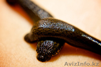 Гинекологические услуги опытного врача - Изображение #2, Объявление #910909