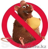 Уничтожение грызунов и насекомых в Астане - Изображение #1, Объявление #918255