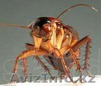 Уничтожение грызунов и насекомых в Астане - Изображение #2, Объявление #918255