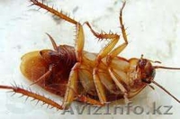 Уничтожение грызунов и насекомых в Астане - Изображение #3, Объявление #918255