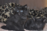 Отдам очаровательных котят! - Изображение #1, Объявление #909483