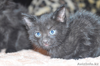 Отдам очаровательных котят! - Изображение #2, Объявление #909483