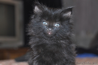 Отдам очаровательных котят! - Изображение #3, Объявление #909483