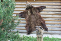 ПРОДАМ ШКУРУ МЕДВЕДЯ - Изображение #1, Объявление #915980