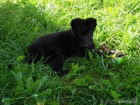 Два мальчика немецкой овчарки ищут хозяев - Изображение #4, Объявление #963885