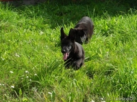 Два мальчика немецкой овчарки ищут хозяев - Изображение #2, Объявление #963885