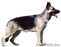 Петропавловск ОфициОфициальный представитель в Казахстане Международной  Обществ - Изображение #2, Объявление #750017