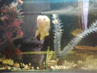 Аквариум с рыбкам - Изображение #1, Объявление #973882