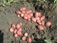 Картофель, морковь оптом - Изображение #2, Объявление #991679