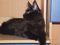 продаем замечательных, очень крупных котят породы мейн кун - Изображение #1, Объявление #986488