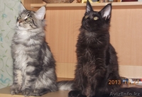 продаем замечательных, очень крупных котят породы мейн кун - Изображение #3, Объявление #986488