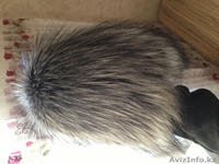 Норковая новая женская шапка. - Изображение #4, Объявление #986000