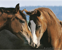 Продам соль (техническая, пищевая), отруби пшеничные, контейнера,а также лошадей - Изображение #1, Объявление #993166