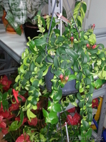 Флористическое оформление торжеств и праздников; Оформление офисов и бизнес встр - Изображение #8, Объявление #1077818