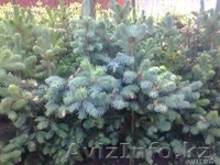 Продам саженцы с питомников. - Изображение #3, Объявление #1080794