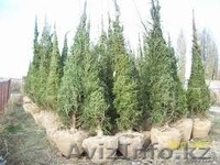 Продам саженцы с питомников. - Изображение #1, Объявление #1080794