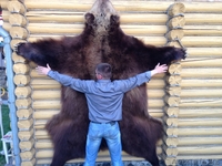 шкура(ковер) медведя - Изображение #2, Объявление #1088485