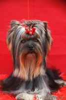 шикарный подрощенный мальчик - Изображение #1, Объявление #1097824