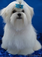 очаровательные малыши мальтезе - Изображение #1, Объявление #1097831