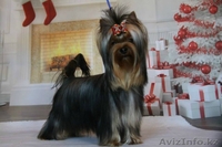 мальчик для шоу и разведения - Изображение #4, Объявление #1097826