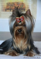 мальчик для шоу и разведения - Изображение #1, Объявление #1097826