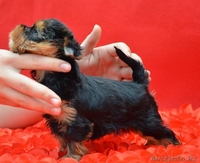 5 мальчиков и 3 девочки - Изображение #1, Объявление #1097828