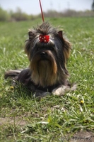 шикарный подрощенный мальчик - Изображение #7, Объявление #1097824