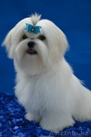 очаровательные малыши мальтезе - Изображение #2, Объявление #1097831