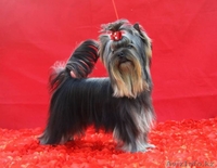 шикарный подрощенный мальчик - Изображение #5, Объявление #1097824