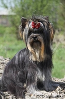 шикарный подрощенный мальчик - Изображение #6, Объявление #1097824