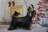 мальчик для шоу и разведения - Изображение #5, Объявление #1097826