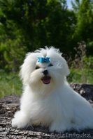 очаровательные малыши мальтезе - Изображение #3, Объявление #1097831