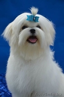 очаровательные малыши мальтезе - Изображение #4, Объявление #1097831