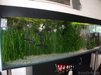 Обслуживание и дизайн аквариумов - Изображение #3, Объявление #1124477