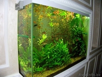 Обслуживание и дизайн аквариумов - Изображение #2, Объявление #1124477