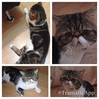 Продам элитного персидского котенка - Изображение #3, Объявление #1119315