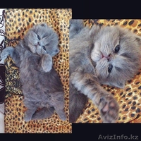 Продам элитного персидского котенка - Изображение #1, Объявление #1119315