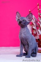 Зайки канадский сфинкс.Доставка в любой город. - Изображение #2, Объявление #1130762