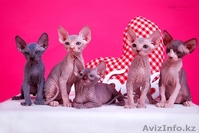 Зайки канадский сфинкс.Доставка в любой город. - Изображение #1, Объявление #1130762