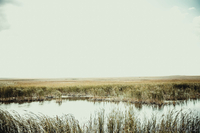 Крестьянское хозяйство вместе с оборудованием, спецтехникой и скотом  - Изображение #1, Объявление #1165822