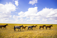 Крестьянское хозяйство вместе с оборудованием, спецтехникой и скотом  - Изображение #2, Объявление #1165822